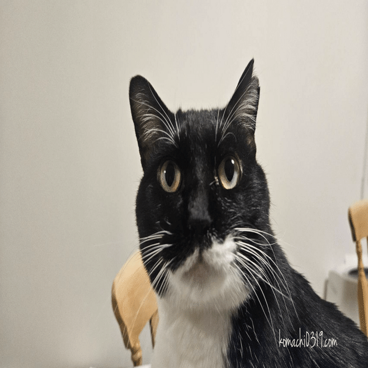 2026年2月7日 朝の猫達｜こまち