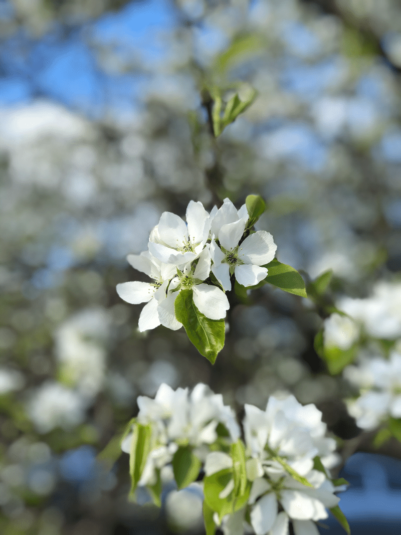 満開のシベリアの白い桜 齋藤友亨 Tomoyuki Saito Note
