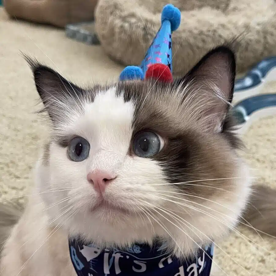 Kitty