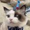 Kitty