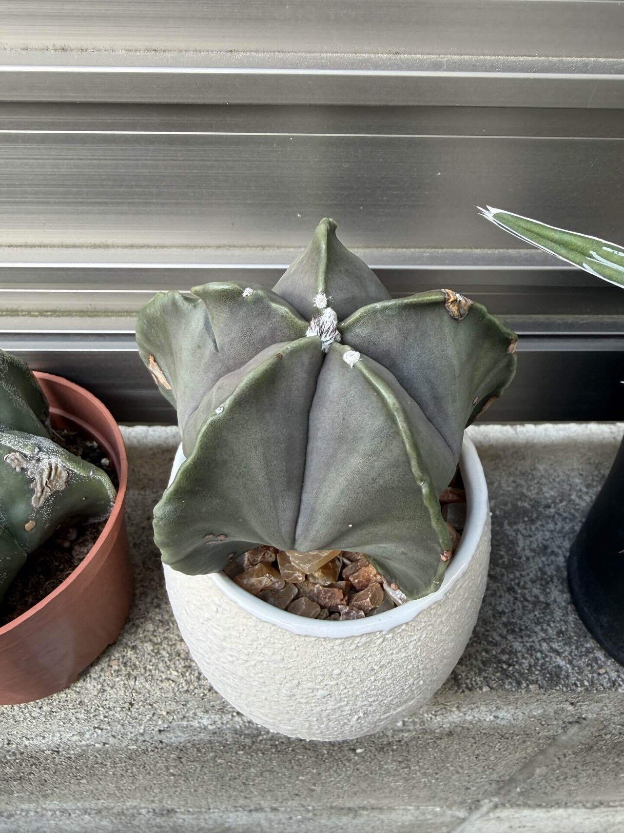 インドアグリーン講座】ランポー玉(アストロフィツム 鸞鳳玉)｜僕の