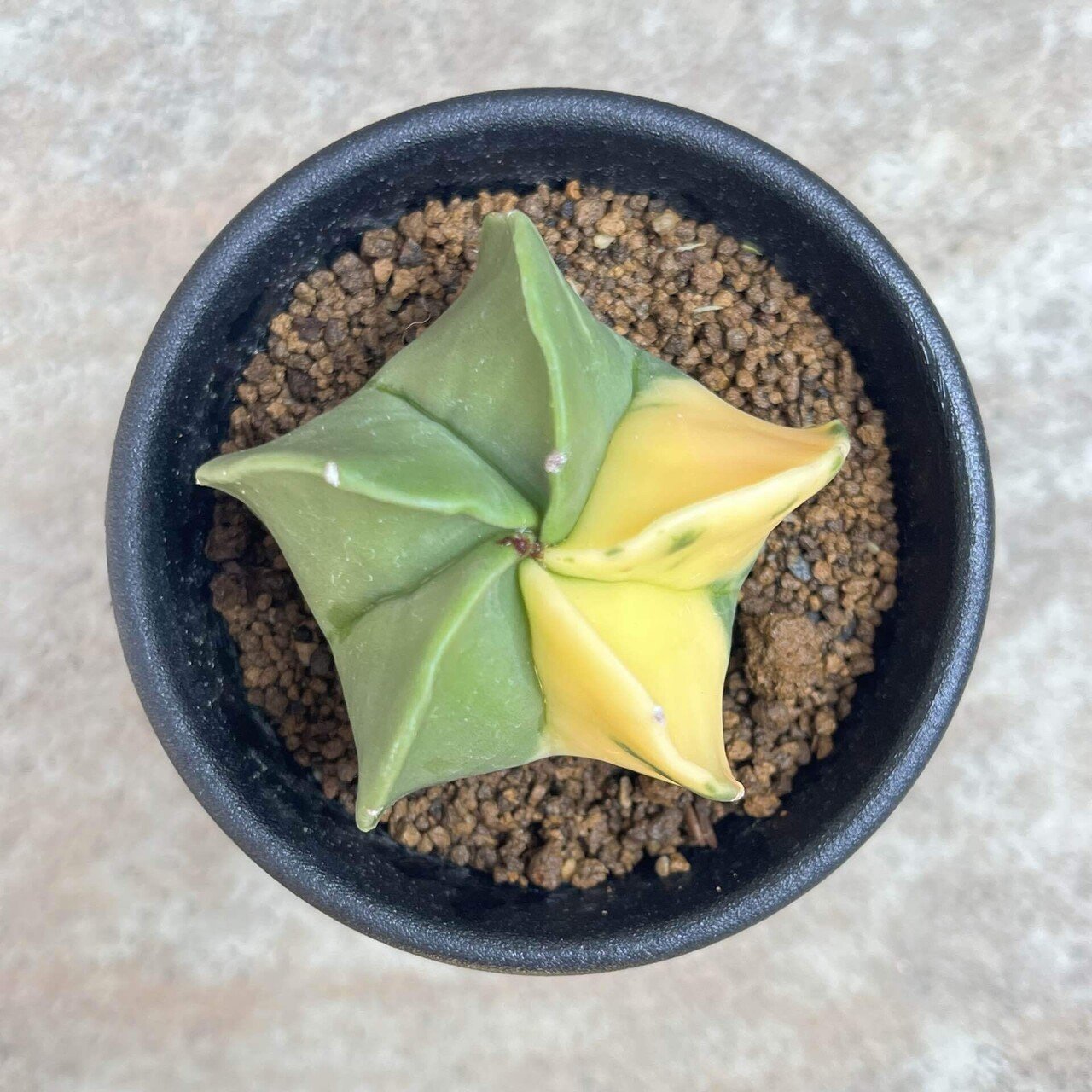 インドアグリーン講座】ランポー玉(アストロフィツム 鸞鳳玉)｜僕の