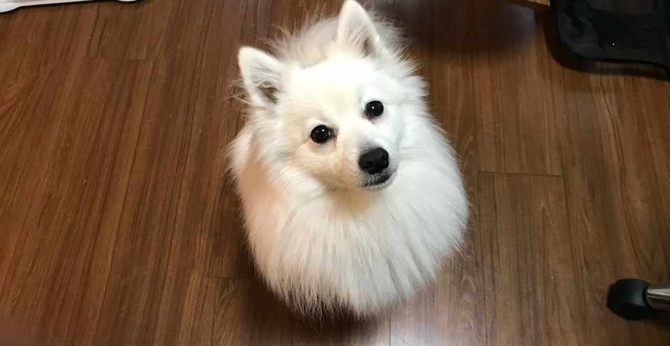 犬に感謝 Imari Sampei Note
