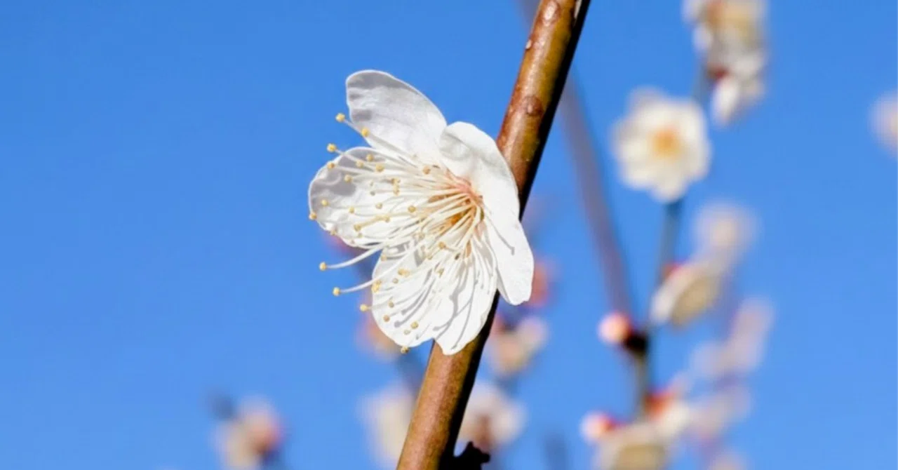 梅の花のおすそわけ。｜桜小路いをり