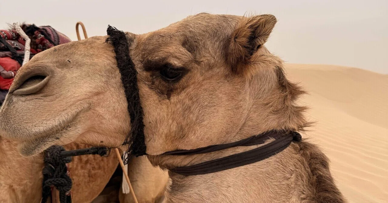 04】初めての砂漠。初めてのラクダ。The Camel Farmで乗駝体験してきた