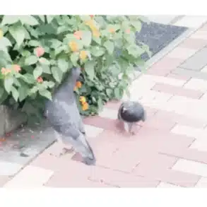 桑菜咲羽