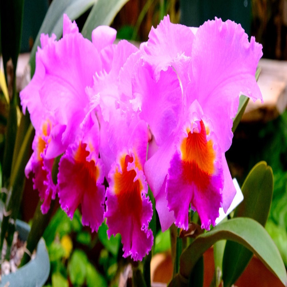 沖縄国際洋蘭博覧会でランの花を満喫する｜Heira.K