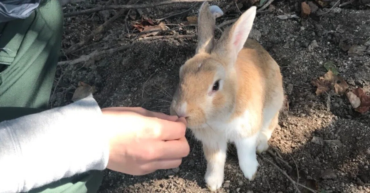 うさぎんちゃく Amazon.co.jp: うさぎの餅つきんにく マスコットフィギュア [全5種
