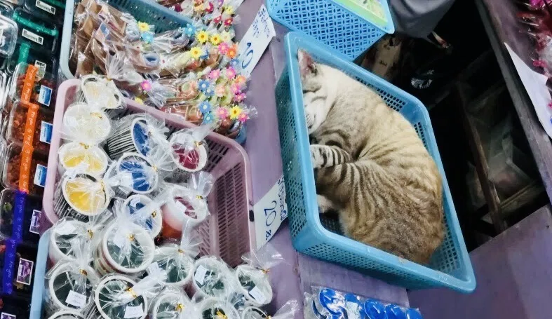 ザルに入ったネコ