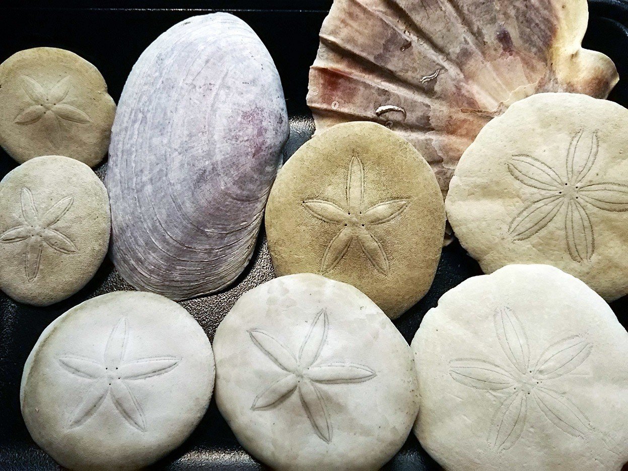 とても美味しそうなビスケットの画像 違うの スー Note とても美味しそうなビスケットの画像 違うの スー Note