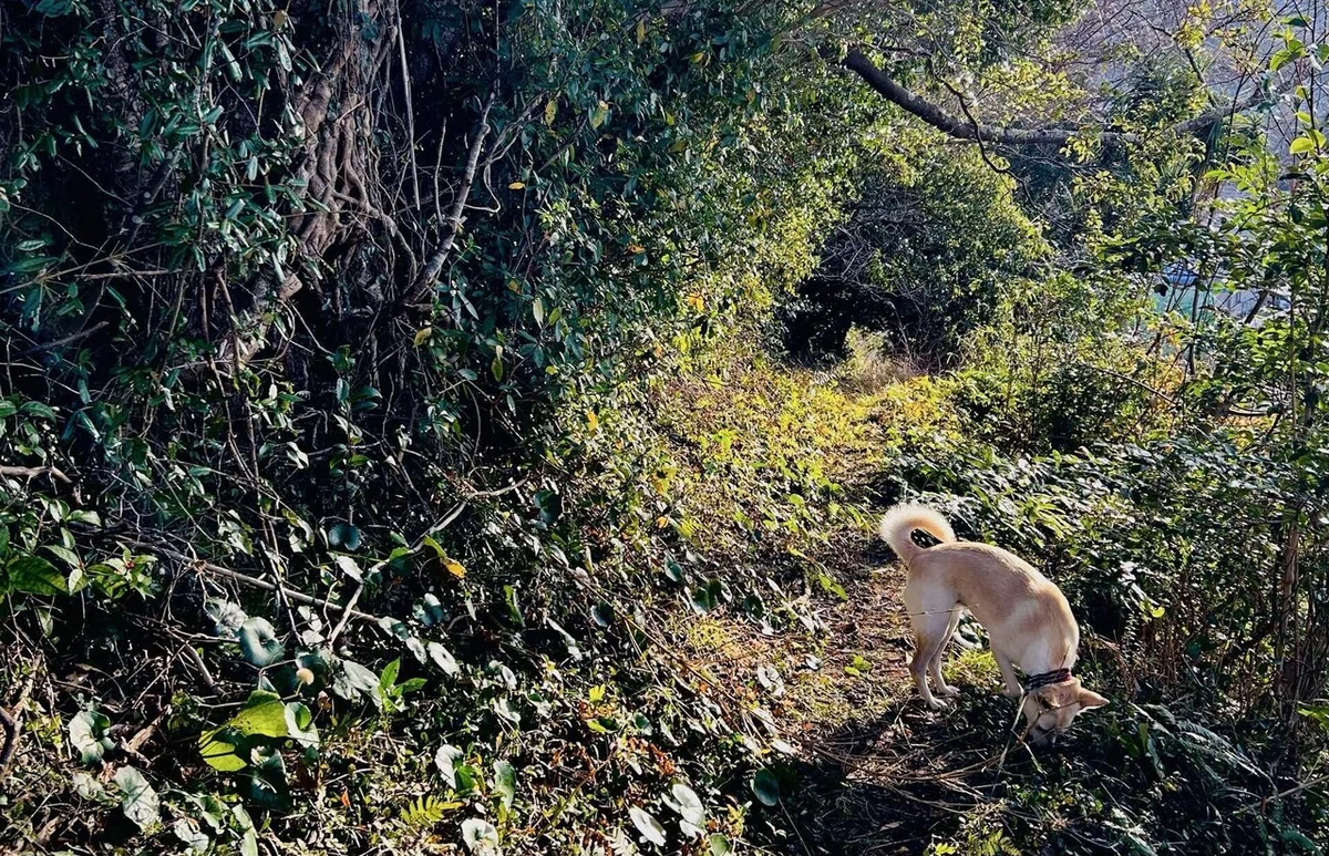 画像