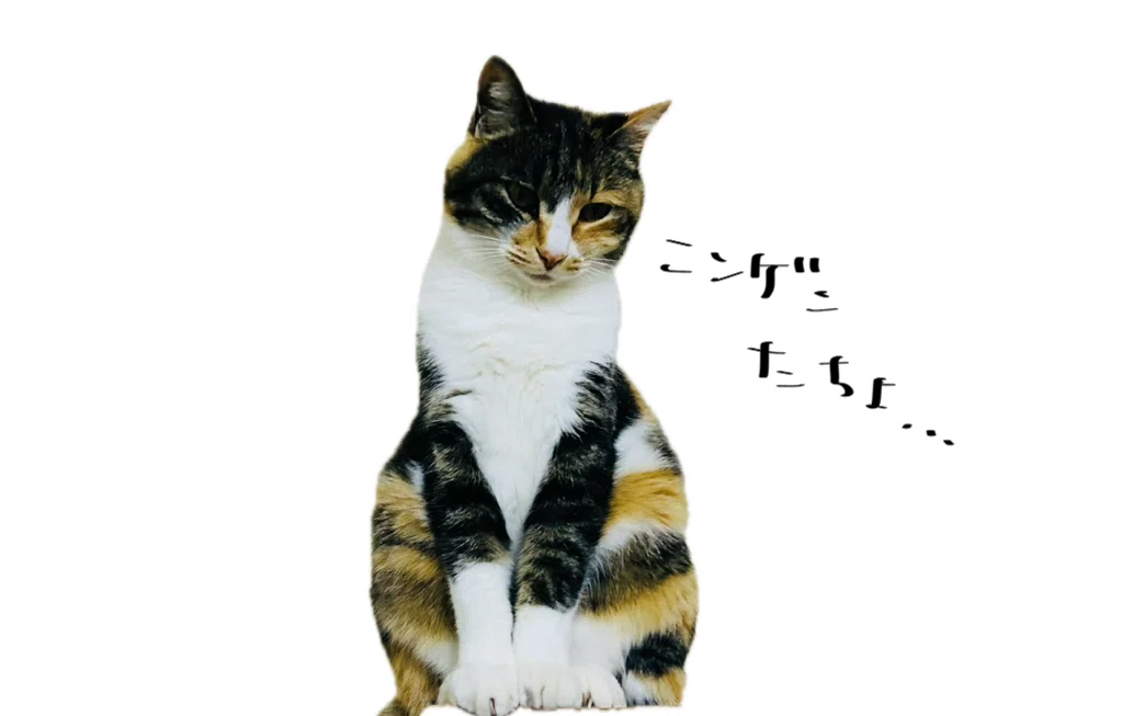 軽蔑のまなざしのネコ