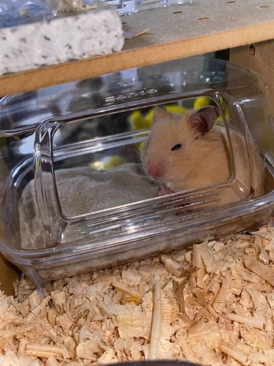 ハムスター飼育日記11日目 5 6 サトウショウヘイ Note ハムスター飼育日記11日目 5 6 サトウショウヘイ Note
