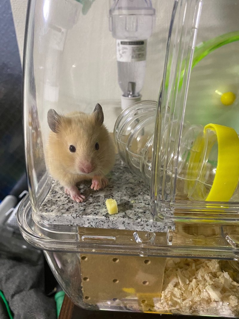 ハムスター飼育日記11日目 5 6 サトウショウヘイ Note ハムスター飼育日記11日目 5 6 サトウショウヘイ Note