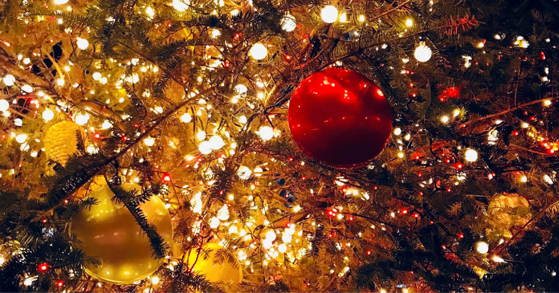 1年後のクリスマス・イブ 雀 （ドラマ40までにしたい10のこと・二
