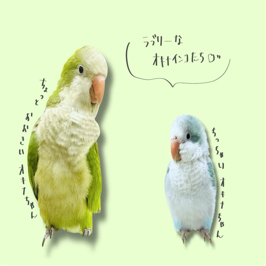 この可愛さ、反則級。人気のオキナインコちゃん｜沖奈りんこ🐓ことりの