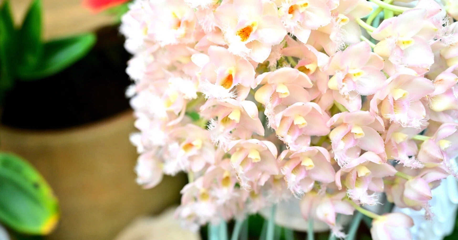 らん、ラン、蘭」色とりどりのランの花に癒される｜Heira.K