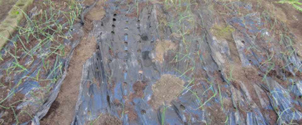 玉ねぎの追肥 Eitok In Nobin Tos Note