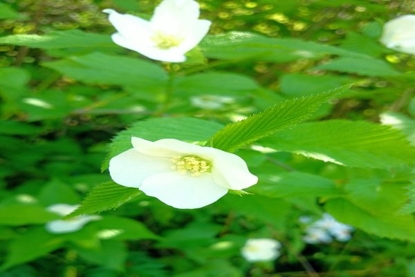 シロヤマブキの花言葉は気品 の新着タグ記事一覧 Note つくる つながる とどける