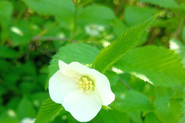 シロヤマブキの花言葉は気品 の新着タグ記事一覧 Note つくる つながる とどける シロヤマブキの花言葉は気品 の新着タグ記事一覧 Note つくる つながる とどける