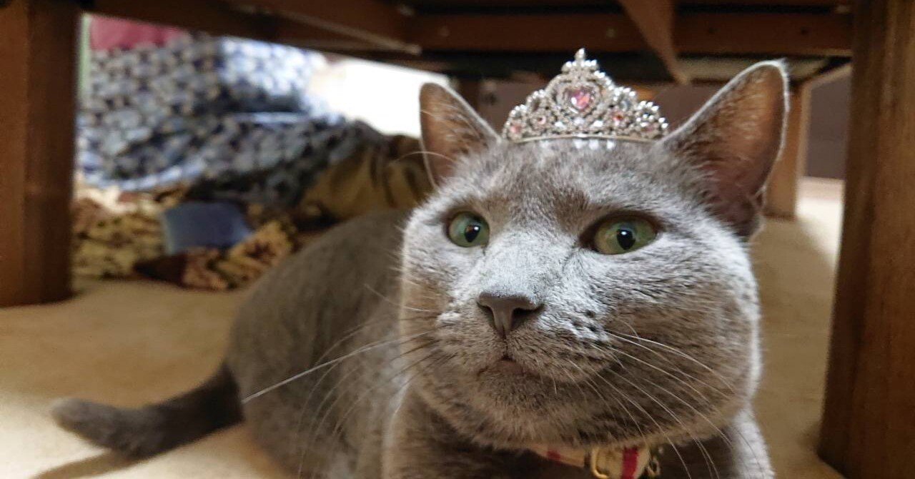 猫の血統書って何が書いてある？ChatGPTに聞いてみた｜ゆういち