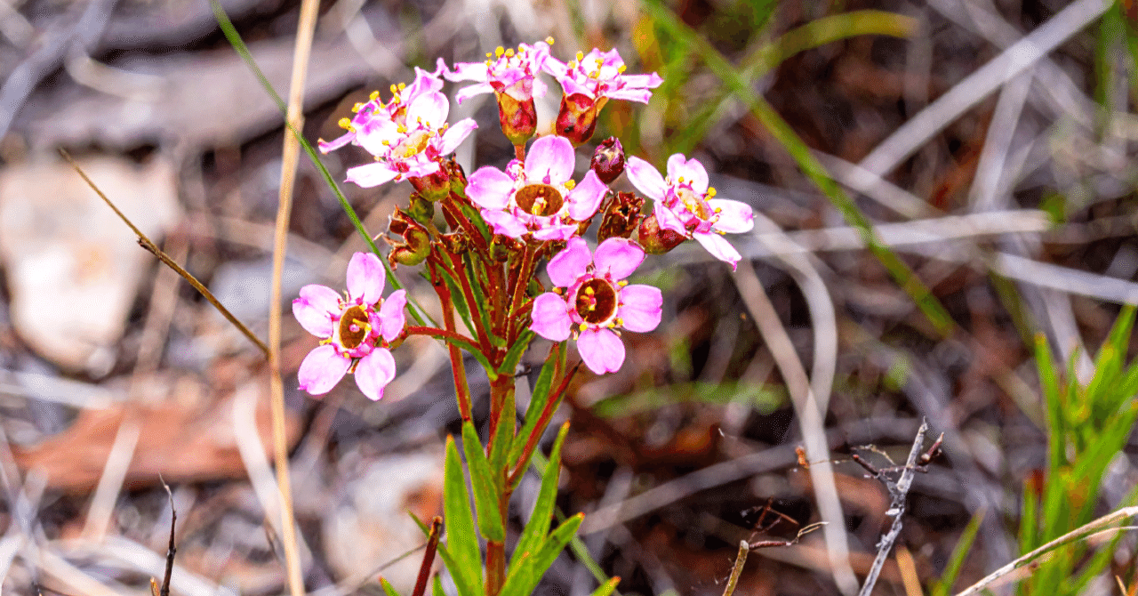 2月8日の誕生花「ワックスフラワー」｜Ao（アオ）