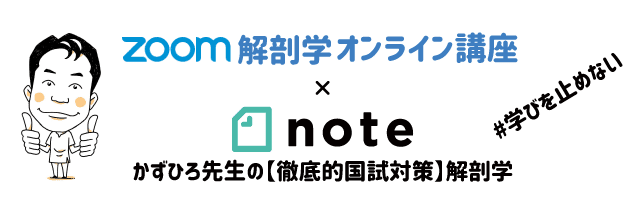単層立方上皮 ひかえめでかわいい上皮 黒澤一弘 Note 単層立方上皮 ひかえめでかわいい上皮 黒澤一弘 Note