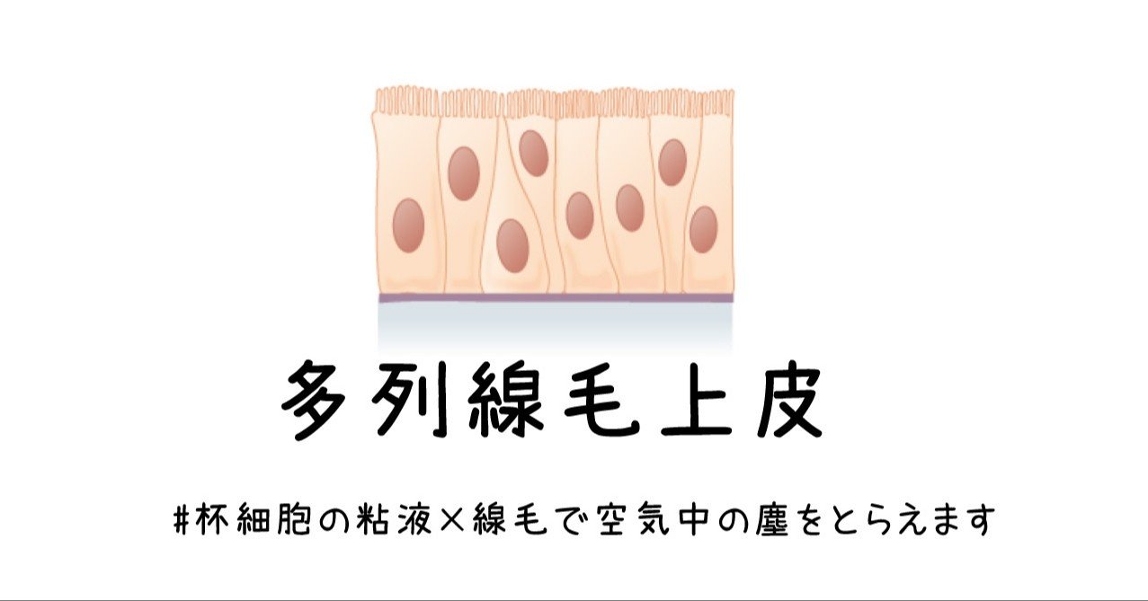 多列上皮 杯細胞の粘液 線毛で空気中の塵をとらえます 黒澤一弘 Note