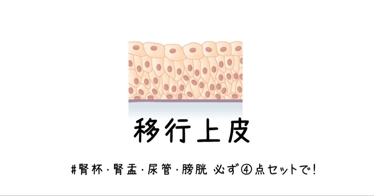 移行上皮 腎杯 腎盂 尿管 膀胱の必ず４点セットで 黒澤一弘 Note