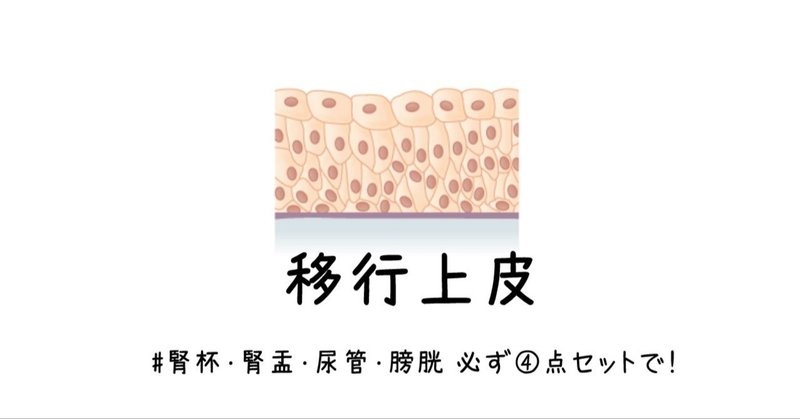 移行上皮 腎杯 腎盂 尿管 膀胱の必ず4点セットで 黒澤一弘 Note 移行上皮 腎杯 腎盂 尿管 膀胱の必ず4点セットで 黒澤一弘 Note