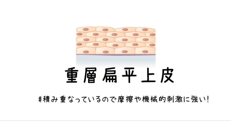 重層扁平上皮 積み重なっているので摩擦や機械的刺激に強い 黒澤一弘 Note