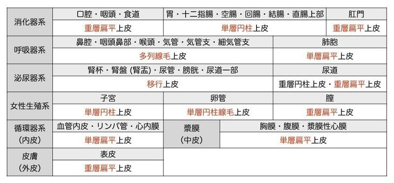 上皮組織の器官系別による分類 上皮の形態が変わる境界を覚えればok 黒澤一弘 Note