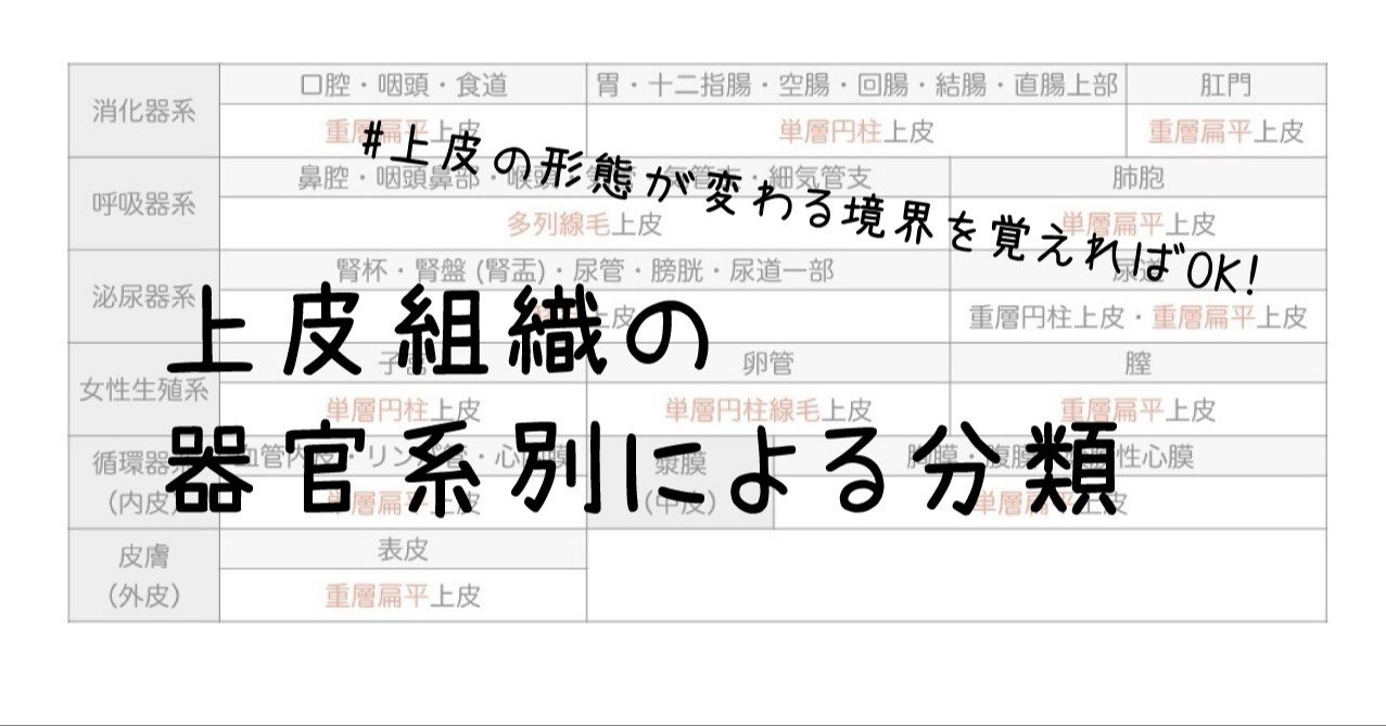 上皮組織の器官系別による分類 上皮の形態が変わる境界を覚えればok 黒澤一弘 Note