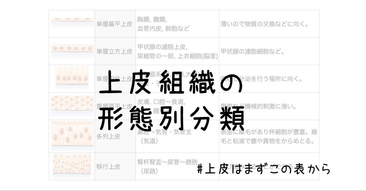 上皮組織の形態別分類 上皮はまずこの表から 黒澤一弘 Note