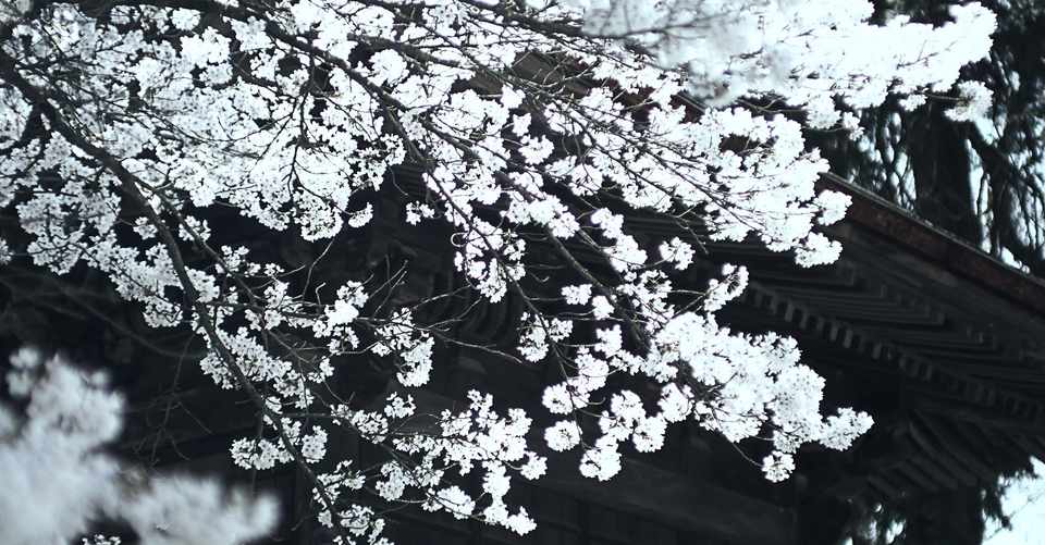 今年もやっぱり山梨の桜 心頭滅却 恵林寺の桜 04 03 11 30 スナップ寅さん Note