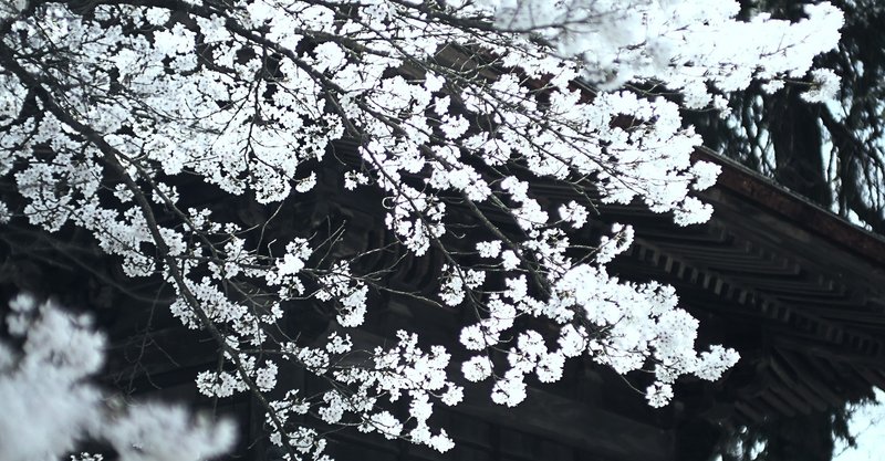 今年もやっぱり山梨の桜 心頭滅却 恵林寺の桜 04 03 11 30 スナップ寅さん Note