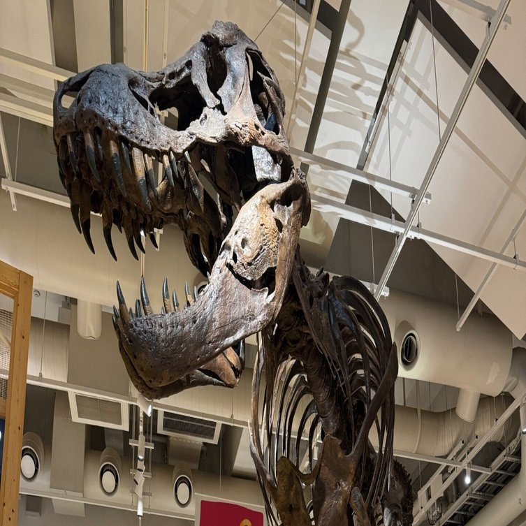 国立科学博物館と東京国立博物館｜きや