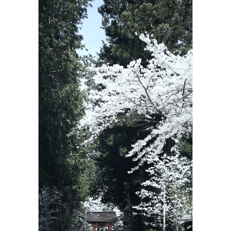 今年もやっぱり山梨の桜 心頭滅却 恵林寺の桜 04 03 11 30 スナップ寅さん Note
