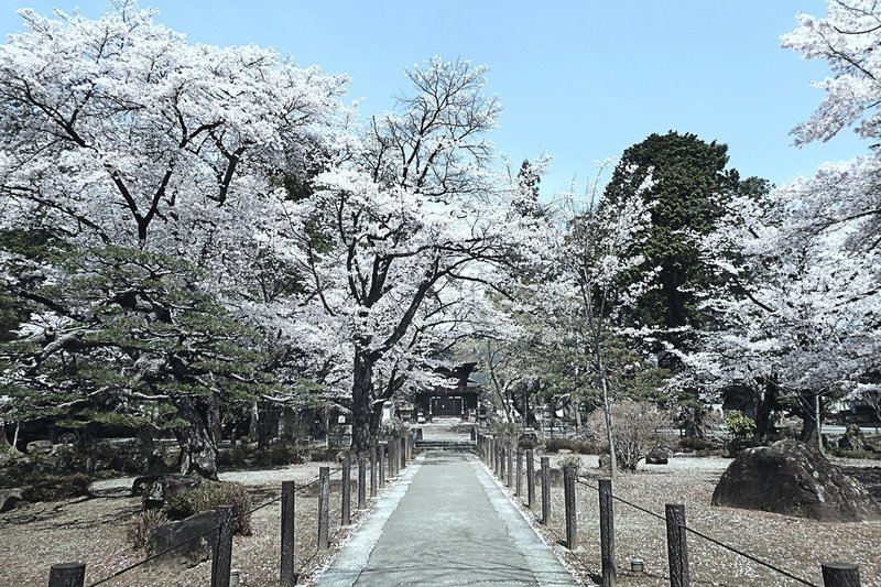 今年もやっぱり山梨の桜 心頭滅却 恵林寺の桜 04 03 11 30 スナップ寅さん Note 今年もやっぱり山梨の桜 心頭滅却 恵林寺の桜 04 03 11 30 スナップ寅さん Note
