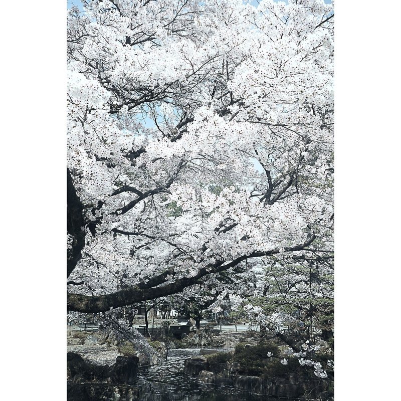 今年もやっぱり山梨の桜 心頭滅却 恵林寺の桜 04 03 11 30 スナップ寅さん Note