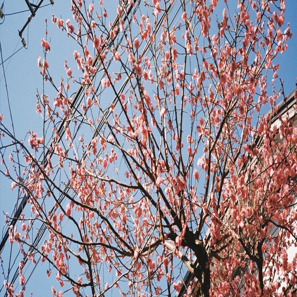 Minolta HI-MATIC AF-Dで撮ったフィルムの現像があがってきた｜Castaway。