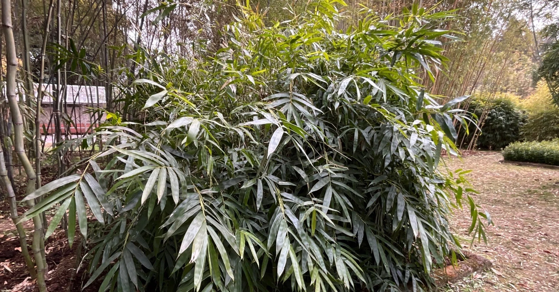 Observations and Reflections on the Bamboo and Sasa Garden at the Kyoto  Botanical Garden (5): February 9, 2026 (Mon)