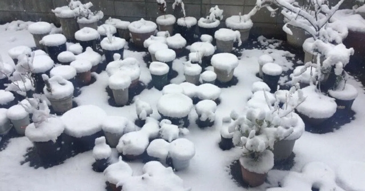 雪、降る時は降るんだね。｜tori