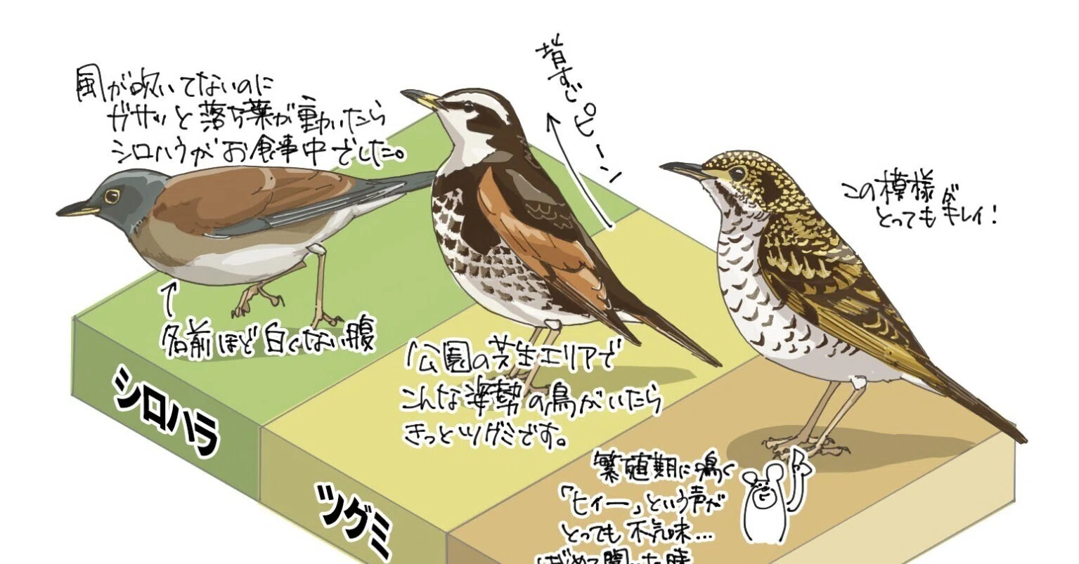 ツグミの仲間たち｜くますけ｜自然ガイド・クリエイター