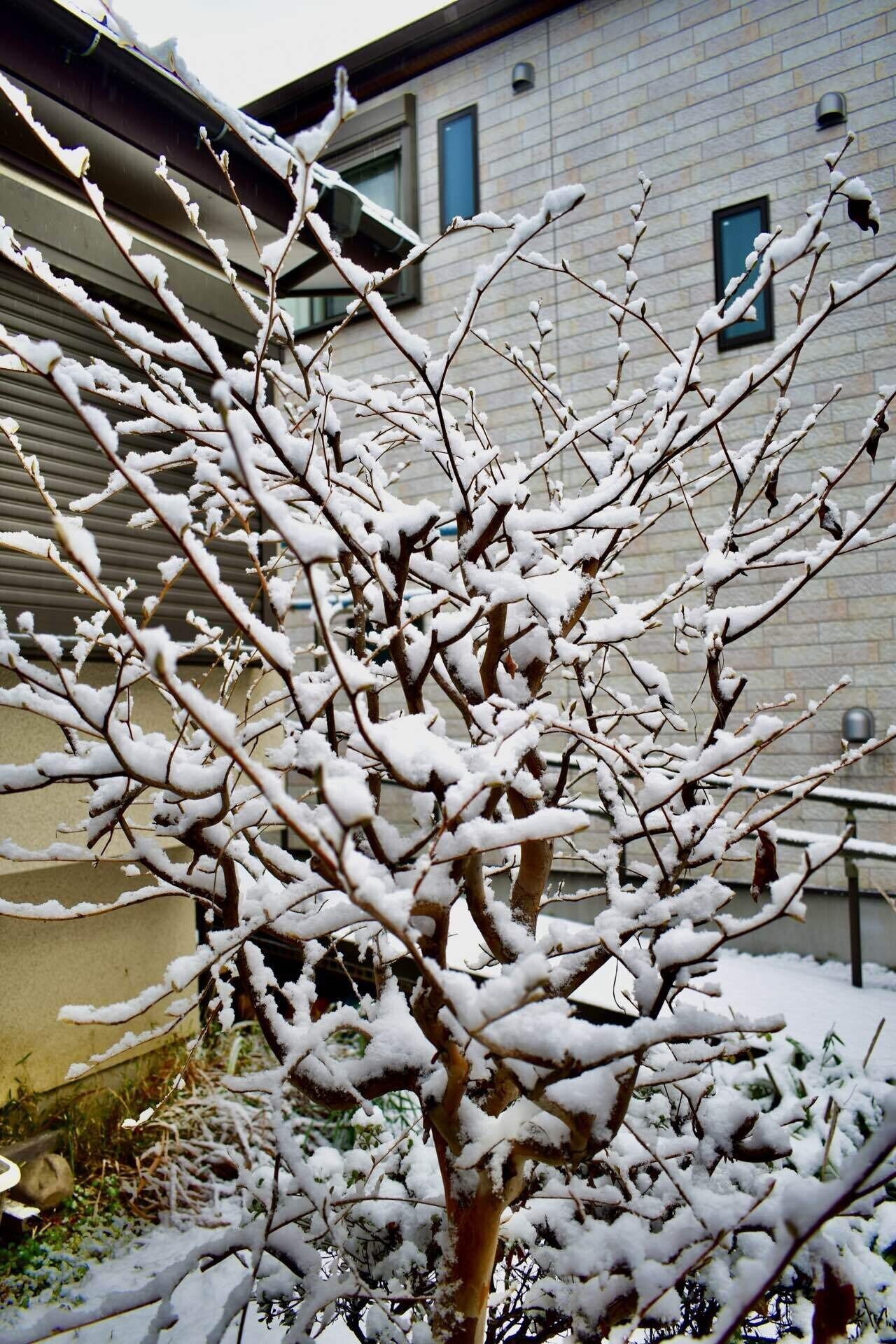 久しぶりの雪｜SuzukenSambar