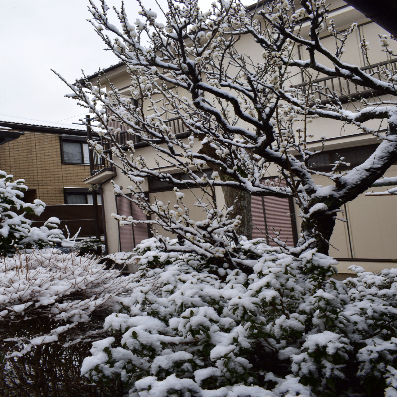 久しぶりの雪｜SuzukenSambar