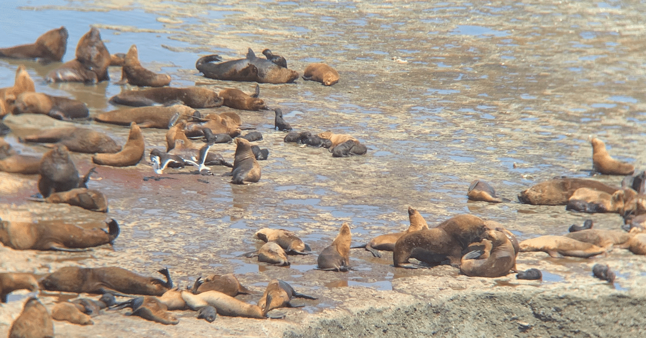 バルデス半島 の新着タグ記事一覧 Note つくる つながる とどける バルデス半島 の新着タグ記事一覧 Note つくる つながる とどける
