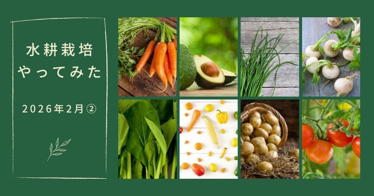 水耕栽培】週報（2026年2月②）葉っぱが大きくなってきた！｜大下 はなこ