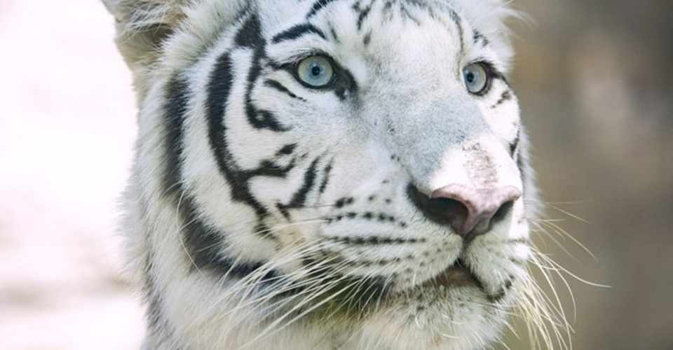 獣医さんがまとめた サルでもわかる 犬と猫の体内の寄生虫の話 アンナ Note