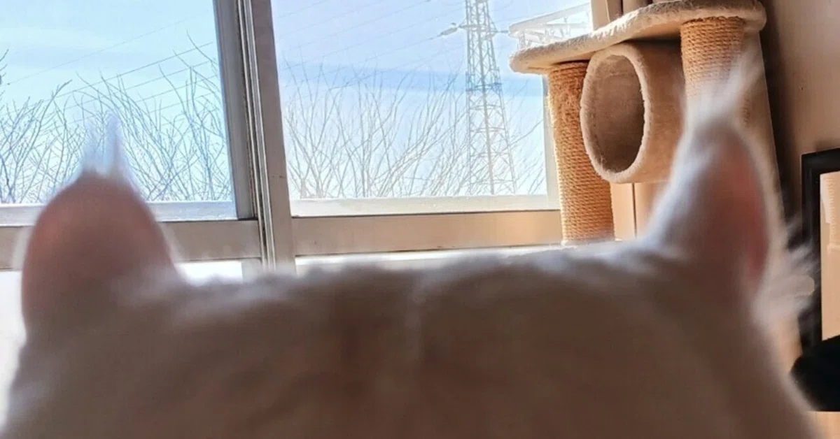 猫ちゃんの愛おしき耳毛の、正体は？😻❣️🦻｜ねる